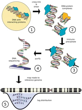 ChIP-Seq_Workflow